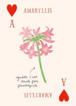illustrations florales Zoé de Las Cases
